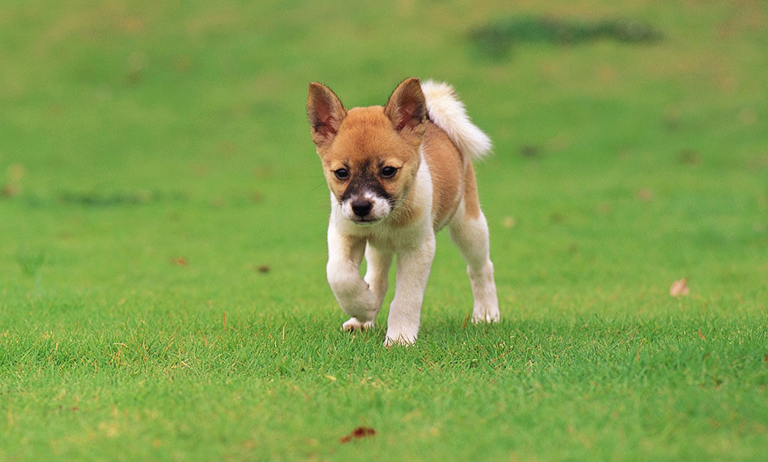 黄石叮叮宠物商业计划书案例